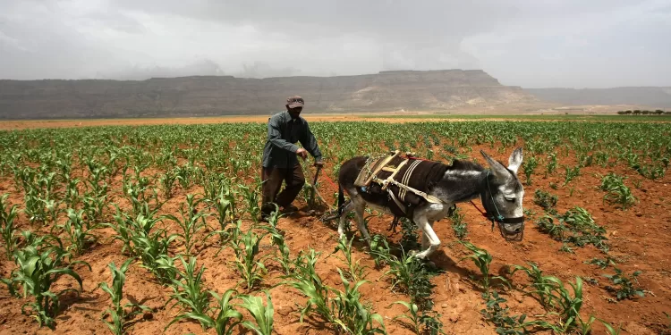 A Yemeni farmer plows his land with a donkey in Wadi Thula, 50 kms from the capital Sanaa, on July 17, 2012. AFP PHOTO/MOHAMMED HUWAIS        (Photo credit should read MOHAMMED HUWAIS/AFP/GettyImages)